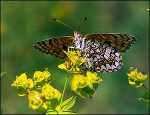 NPWRC Photo: Butterfly on leafy spurge at Theodore Roosevelt
National Park.