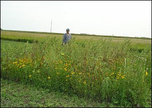 NPWRC Photo: Ecologist inspecting experimental plot three months after seeding with native grasses and forbs.