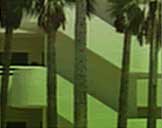 NMCSD Services - palm trees