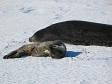 Two seals on snow.