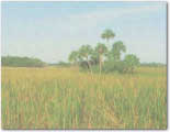 photo of palm trees in a prairie