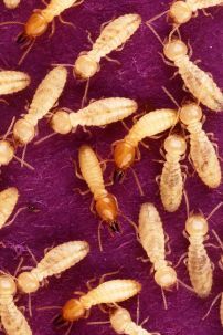 Formosan subterranean termites photo