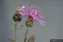 Spotted knapweed photo