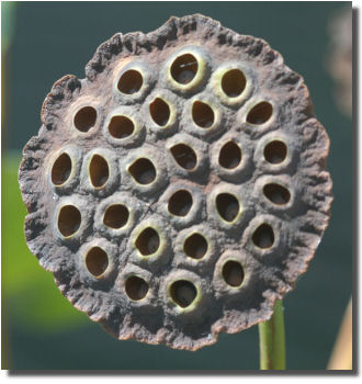 Picture of Nelumbo nucifera seed.  Click here for a larger image.