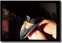 flat-headed bat