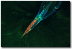 Autofluorescence of Tick Nymph on a Mammalian Host
