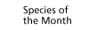 Species of the Month