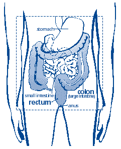 Diagram illustrating location of colon (large intestine), small intestine, stomach, rectum, and anus.