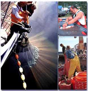 Three photos of commercial fishing.