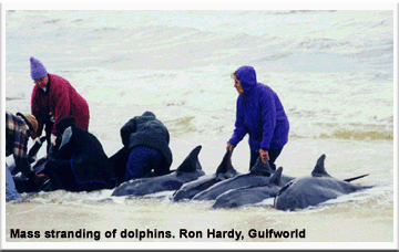 Mass strandings of dolphins, picture by Ron Hardy, Gulfwolrd