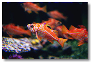 image[tiger-rockfish.jpg]