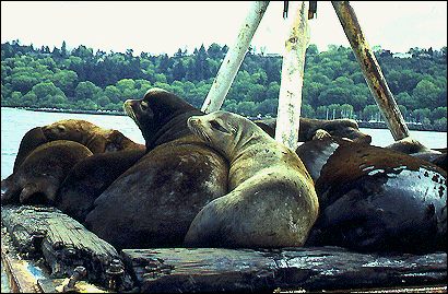 A Group of California Sea Lions (Zalophus californianus), Photo By: Pat Gearin, NMML (http://http://nmml.afsc.noaa.gov/gallery/pinnipeds/zc-6_cal_sea_lions.htm)