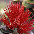 Link to After Dark in the Park evening program schedule - picture of red `ohia lehua blossom.