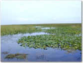 photo of marshland