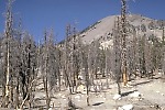Dead trees at base of Mammoth Mountain, Long Valley caldera, California