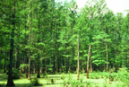 Illinois forested swamp