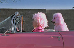 Image of a lady with pink hair with a pink dog in a pink car