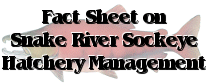 Fact Sheet on Snake River sockeye salmon hatchery management