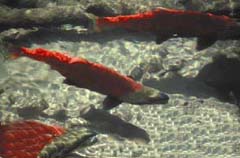 Photograph of spawning salmon.