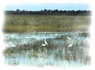 photo of birds in wetland area