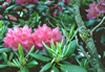 Rhododendron on the roan