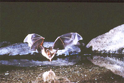 Townsend's big-eared bat. Photo courtesy of Merlin D. Tuttle © Bat Conservation International.