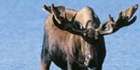 Denali National Park and Preserve's -  Moose