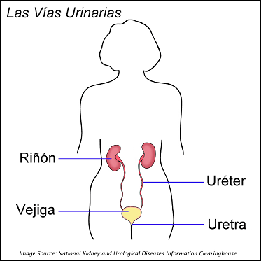 Diagram of the urinary tract