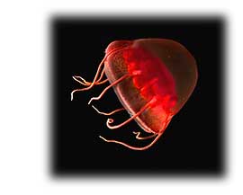 Image of a jellyfish in red color