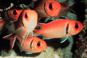School of 5 orange fish