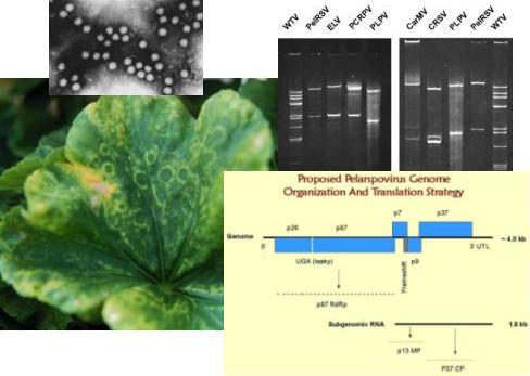 Composite picture of geranium viruses research project