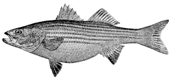 striped bass icon