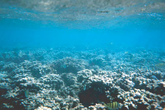 photograph of healthy coral off the southern coast of Moloka'i