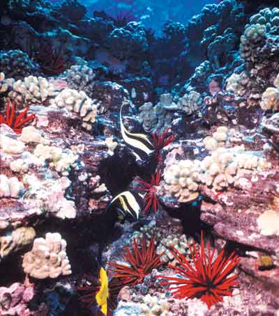 a photgraph showing the rich diversity of life on one of Hawaii's coral reefs