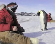 Two people sit on ice with an emperor penguin walking between them.