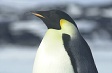 A penguin. 