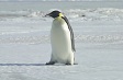 A penguin stepping.