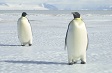 Two penguins walking.