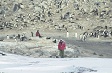 A man walking with penguins in the background.