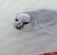 A seal in water.