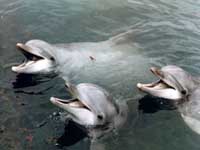 three-dolphins-heads-up.jpg