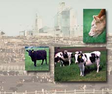 photos collage of cows