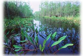photo of swamp