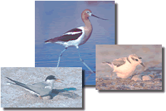 Tern, Avocet and Plover