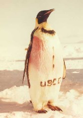 A photo of a Coast Guard mascot