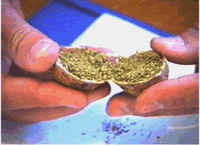 Drugs concealed in walnut shell