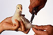 Photo of chick being immunized against coccidia. ARS Photo Gallery no. K8277-5