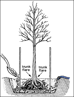 planting tree - image