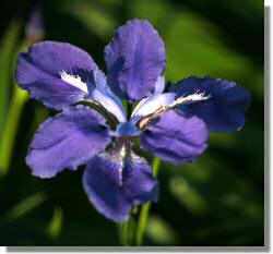 close-up picture of iris flower