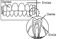 El azcar alta de la sangre puede causar problemas del diente y de la goma. Imagen de la boca que muestra gomas y los dientes.